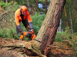 Best Fruit Tree Pruning  in Bressler, PA